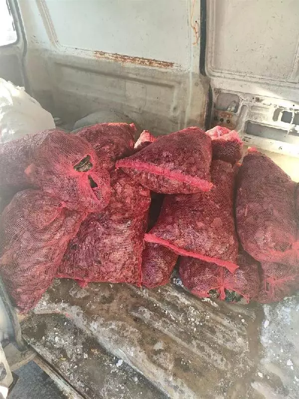 SARIYER VE BAKIRKÖY'DE KAÇAK AVLANAN 2 BUÇUK TON MİDYEYE EL KONULDU