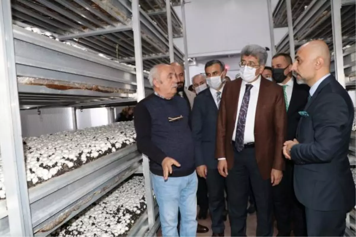 VAN'DAKİ MANTAR TESİSİNDE, İLK HASATTA 4 TON ÜRERİM GERÇEKLEŞTİ