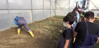 Öğrenciler okulda sebze meyve üretiyor