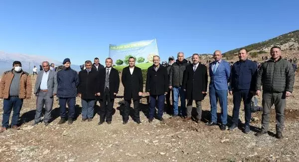 1900'LERDE DEMİR YOLU YAPIMI İÇİN KESİLEN ARDIÇ AĞAÇLARI, YENİDEN HAYAT BULACAK