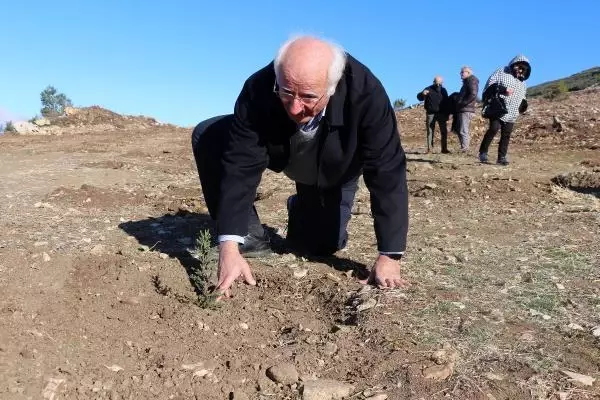 1900'LERDE DEMİR YOLU YAPIMI İÇİN KESİLEN ARDIÇ AĞAÇLARI, YENİDEN HAYAT BULACAK