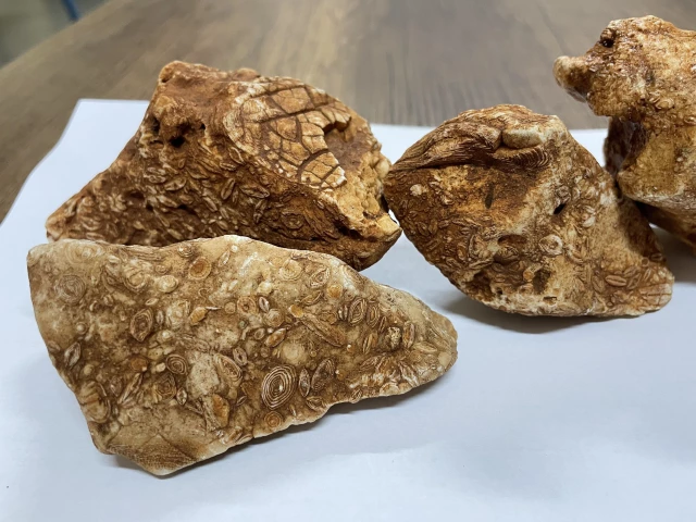 Ailesiyle yürürken ayağına çarptı! Gencin değersiz sandığı taş 40 milyon yıl önce yaşayan canlı çıktı