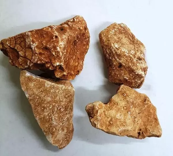Adıyaman'da 40 milyon yıllık tek hücreli deniz fosilleri bulundu