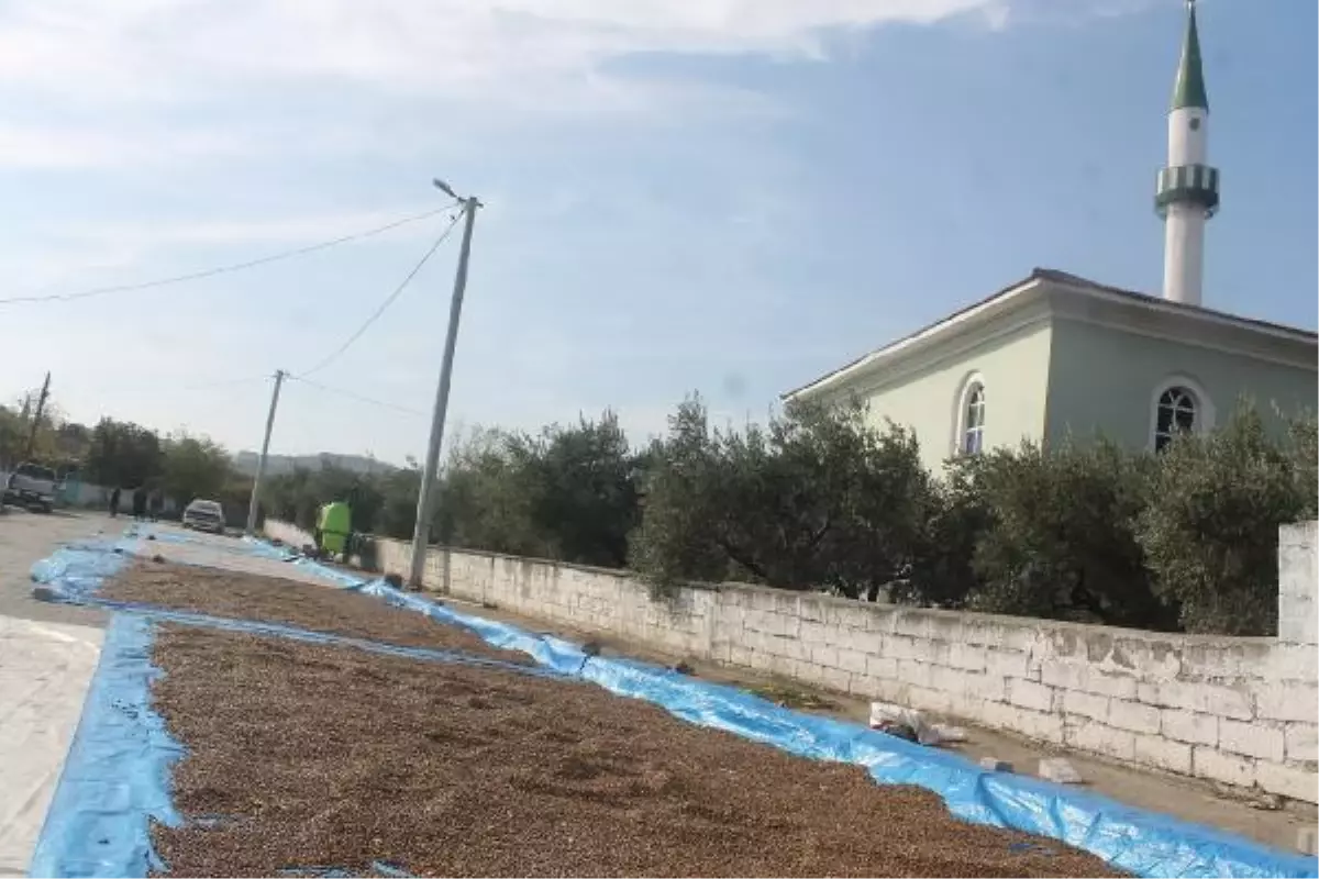 Fasulyeler cadde ve sokaklarda kurutuluyor