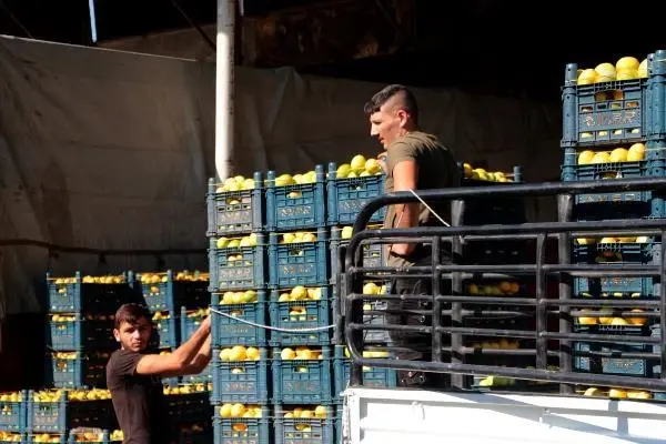 Kilosu 25 kuruşa kadar düştü! Kasanın fiyatı içindeki limonu geçti Kilosu 25 kuruşa kadar düştü! Kasanın fiyatı içindeki limonu geçti