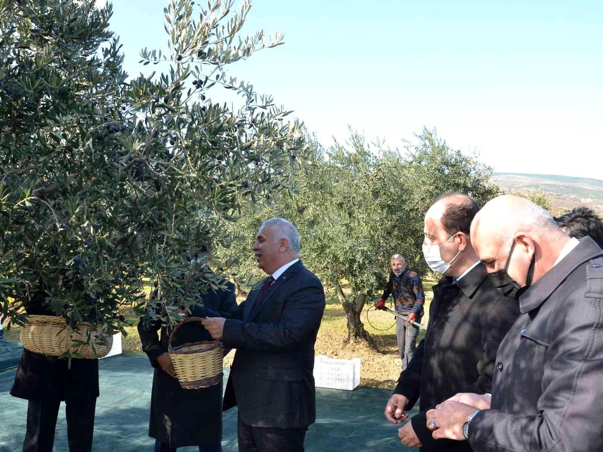 Tekirdağ'da zeytin hasadı