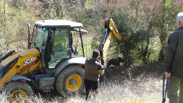 Domuz kapanına yakalanan bozayı ekiplerce kurtarıldı