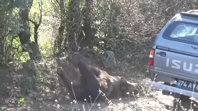 Domuz kapanına yakalanan bozayı ekiplerce kurtarıldı