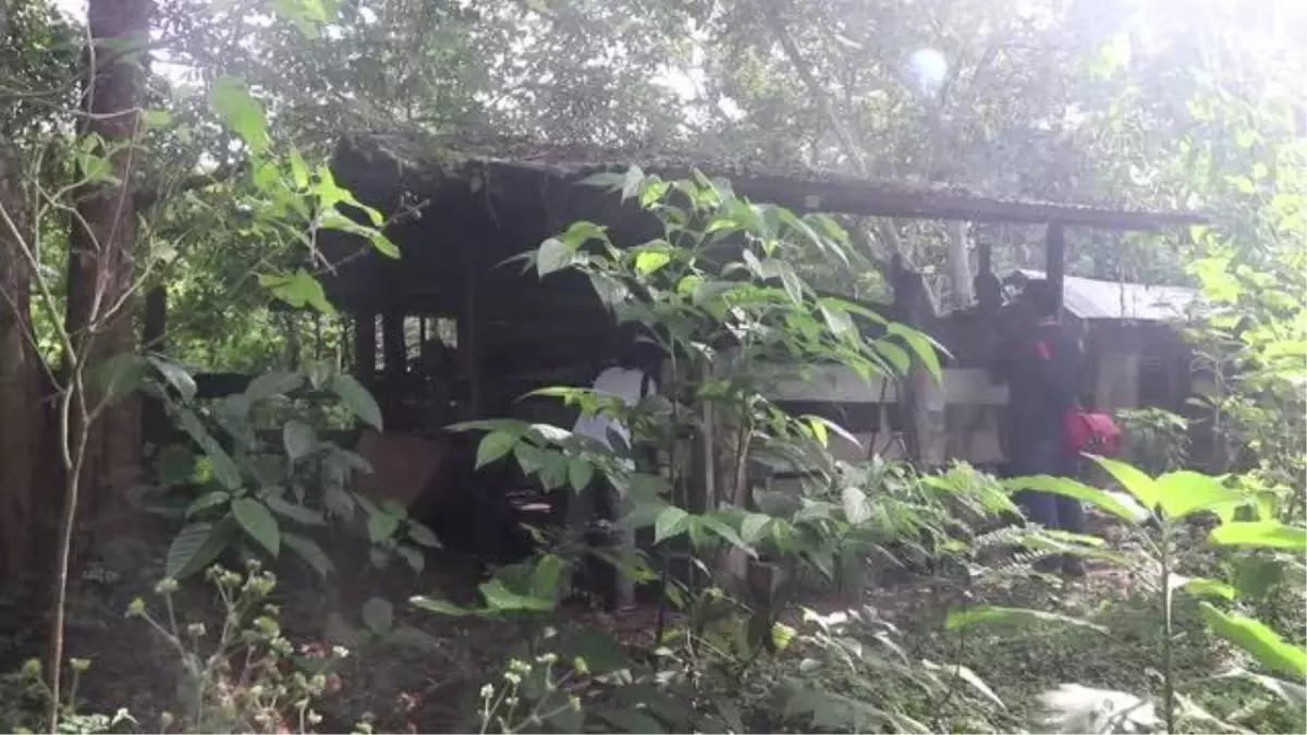 Kaçak avcılar tarafından yaralanan fil yavrusunun hortumu kesildi