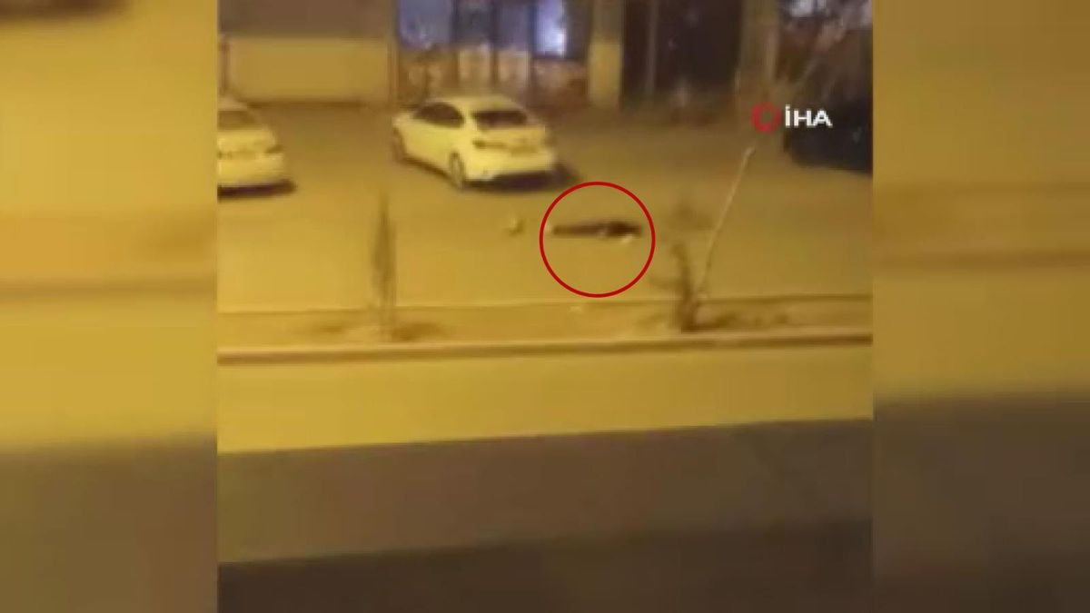 Nusaybin'de silahlı, sopalı kavga: 1 yaralı