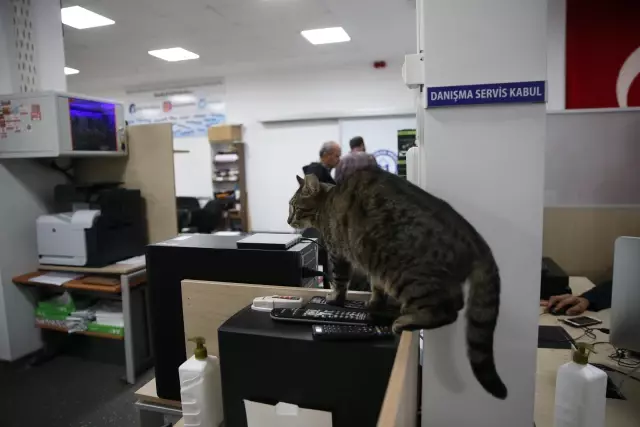 Üniversite çalışanları 15 kediyle aynı ofisi paylaşıyor