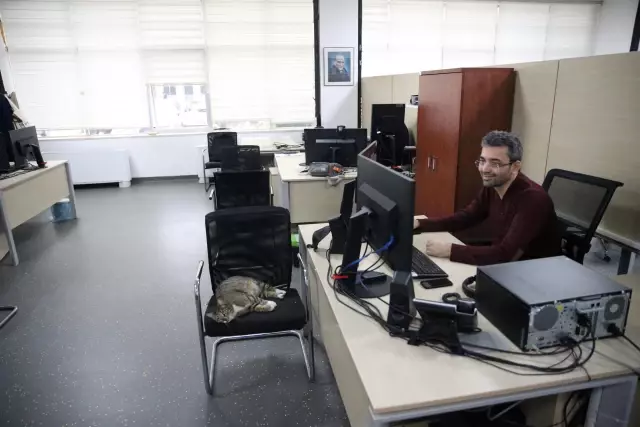 Üniversite çalışanları 15 kediyle aynı ofisi paylaşıyor