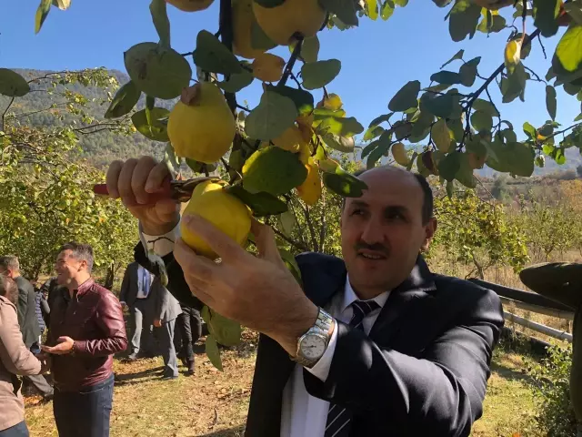 Adana'da ayva organik yöntemlerle üretilecek