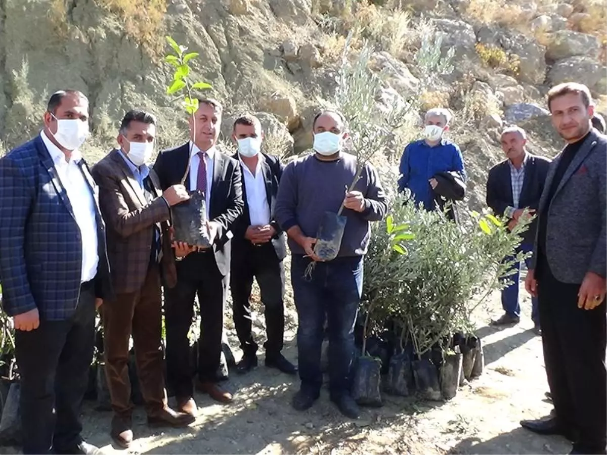 Batman'da zeytin yetiştiricilerine 3 bin 500 fidan dağıtıldı