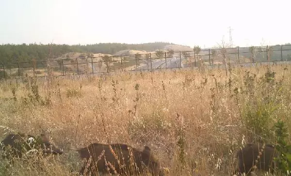 Ekolojik köprüleri kullanan yaban hayvanları, fotokapanlarda
