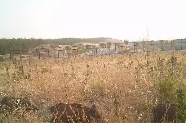 Ekolojik köprüleri kullanan yaban hayvanları, fotokapanlarda