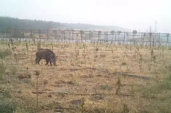 Ekolojik köprüleri kullanan yaban hayvanları, fotokapanlarda