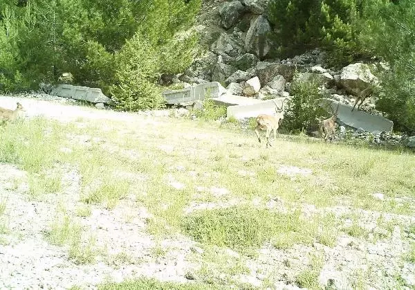 Ekolojik köprüleri kullanan yaban hayvanları, fotokapanlarda