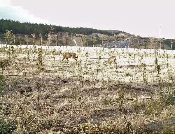 Ekolojik köprüleri kullanan yaban hayvanları, fotokapanlarda
