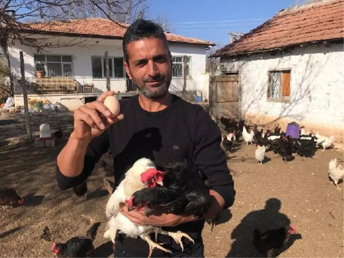 Gazeteciydi, tavuk çiftliği kurdu