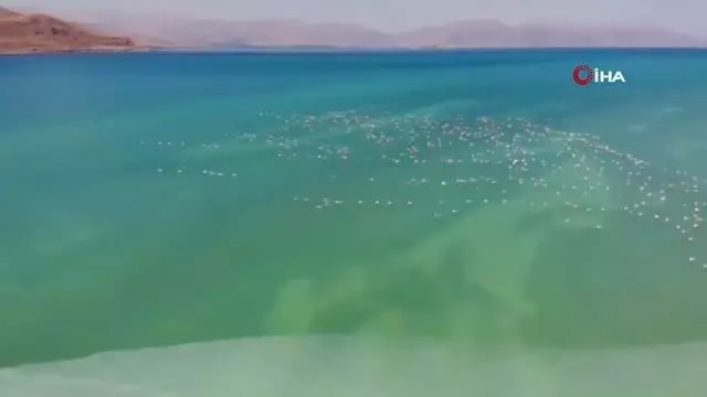 Son dakika haberleri | Göçe hazırlanan flamingolar, görsel şölen sunuyor
