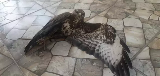 Hatay'da evin balkonunda yaralı bulunan şahin tedaviye alındı