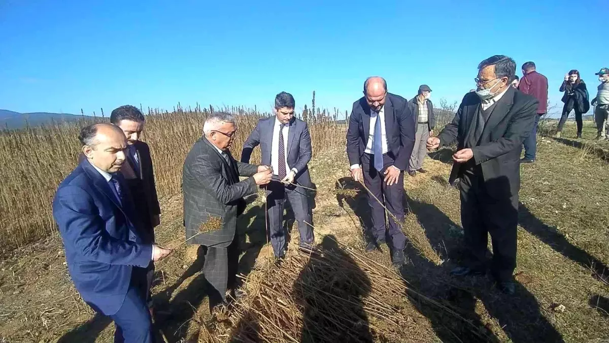 Kastamonu'da kenevir sökümü devam ediyor