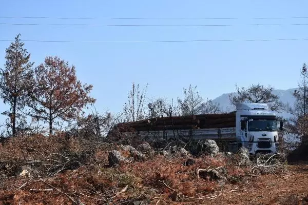 Son dakika haber | MARMARİS'TE, 3 AYDA YANGINDA ZARAR GÖREN 1500 HEKTAR ALANDAKİ AĞAÇLAR KESİLDİ