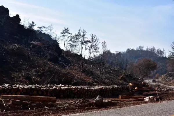 Son dakika haber | MARMARİS'TE, 3 AYDA YANGINDA ZARAR GÖREN 1500 HEKTAR ALANDAKİ AĞAÇLAR KESİLDİ