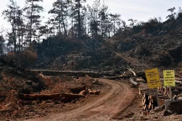 Son dakika haber | MARMARİS'TE, 3 AYDA YANGINDA ZARAR GÖREN 1500 HEKTAR ALANDAKİ AĞAÇLAR KESİLDİ