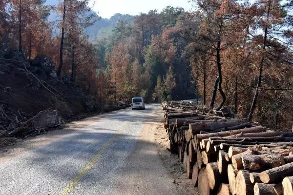 Son dakika haber | MARMARİS'TE, 3 AYDA YANGINDA ZARAR GÖREN 1500 HEKTAR ALANDAKİ AĞAÇLAR KESİLDİ