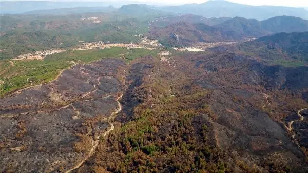 Son dakika haber | MARMARİS'TE, 3 AYDA YANGINDA ZARAR GÖREN 1500 HEKTAR ALANDAKİ AĞAÇLAR KESİLDİ