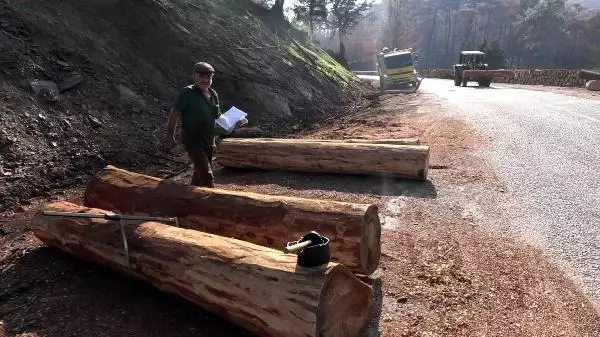 Son dakika haber | MARMARİS'TE, 3 AYDA YANGINDA ZARAR GÖREN 1500 HEKTAR ALANDAKİ AĞAÇLAR KESİLDİ