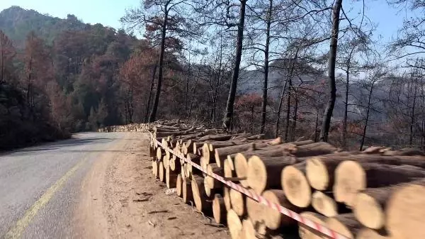 Son dakika haber | MARMARİS'TE, 3 AYDA YANGINDA ZARAR GÖREN 1500 HEKTAR ALANDAKİ AĞAÇLAR KESİLDİ