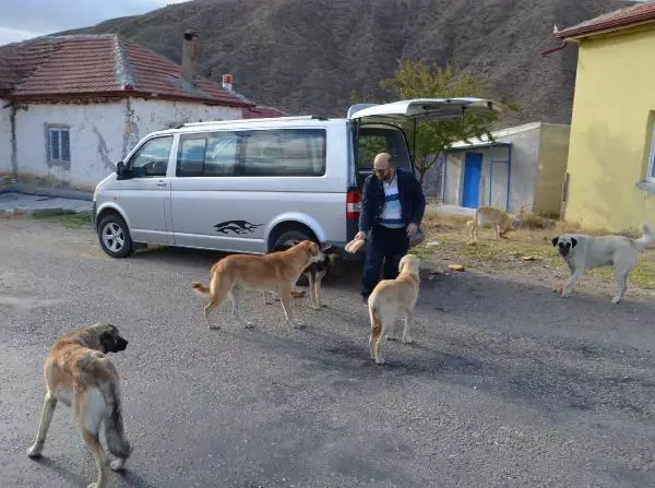 MOBİLYA USTASI, 60 KİLOMETRE GİDİP, 30 KÖPEĞİ GÖNÜLLÜ