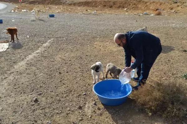 MOBİLYA USTASI, 60 KİLOMETRE GİDİP, 30 KÖPEĞİ GÖNÜLLÜ