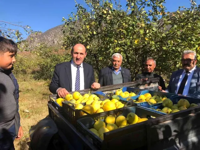 Adana'da ayva organik yöntemlerle üretilecek