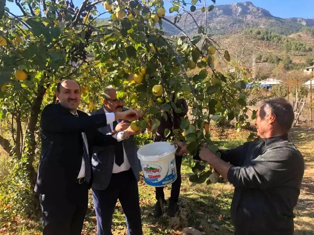 Adana'da ayva organik yöntemlerle üretilecek