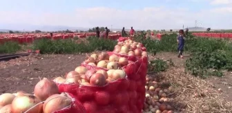 Soğan üreticileri ihracat desteği istiyor (2)