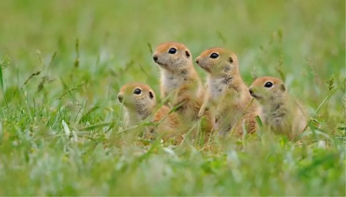 AKDENİZ'İN YABAN HAYATI FOTOKAPANDA