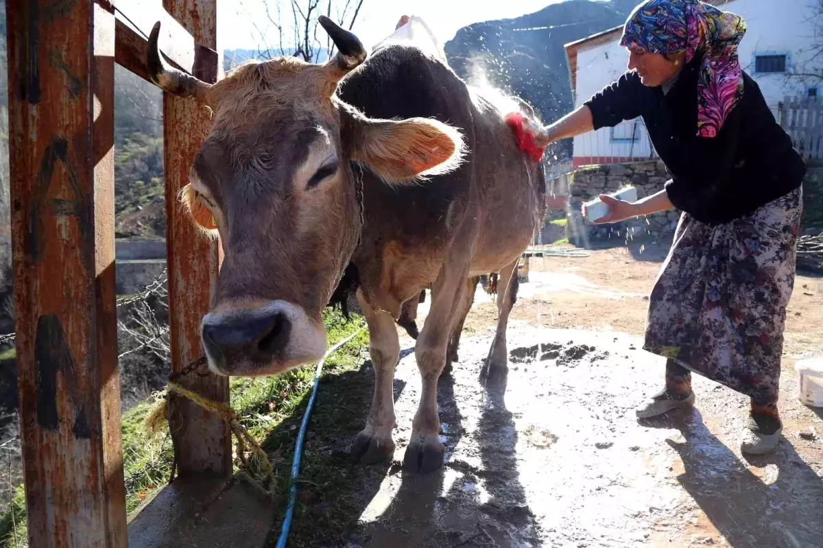 Son dakika haberi... Kara kazanda ısıttıkları sularla inekleri bebek gibi yıkıyorlar