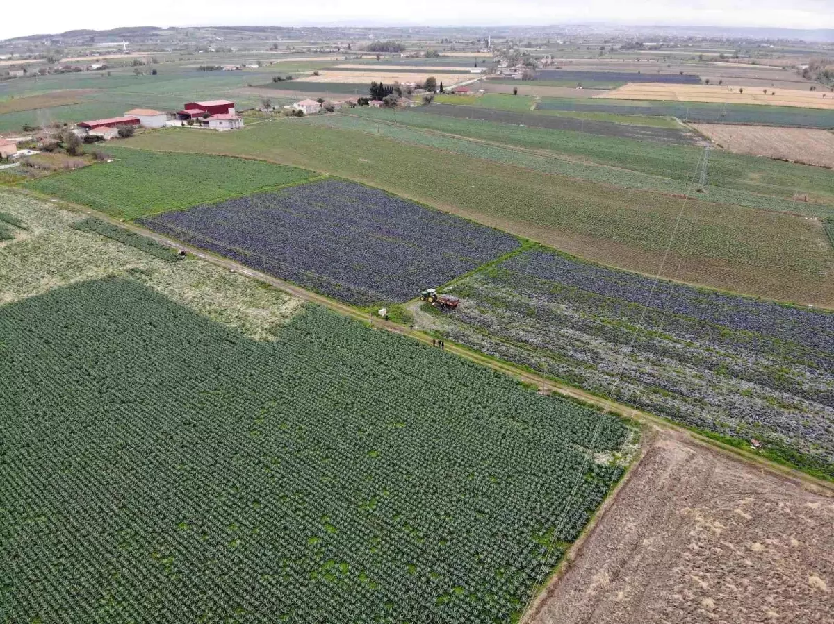 Türkiye'nin kışlık sebzesi Bafra'dan
