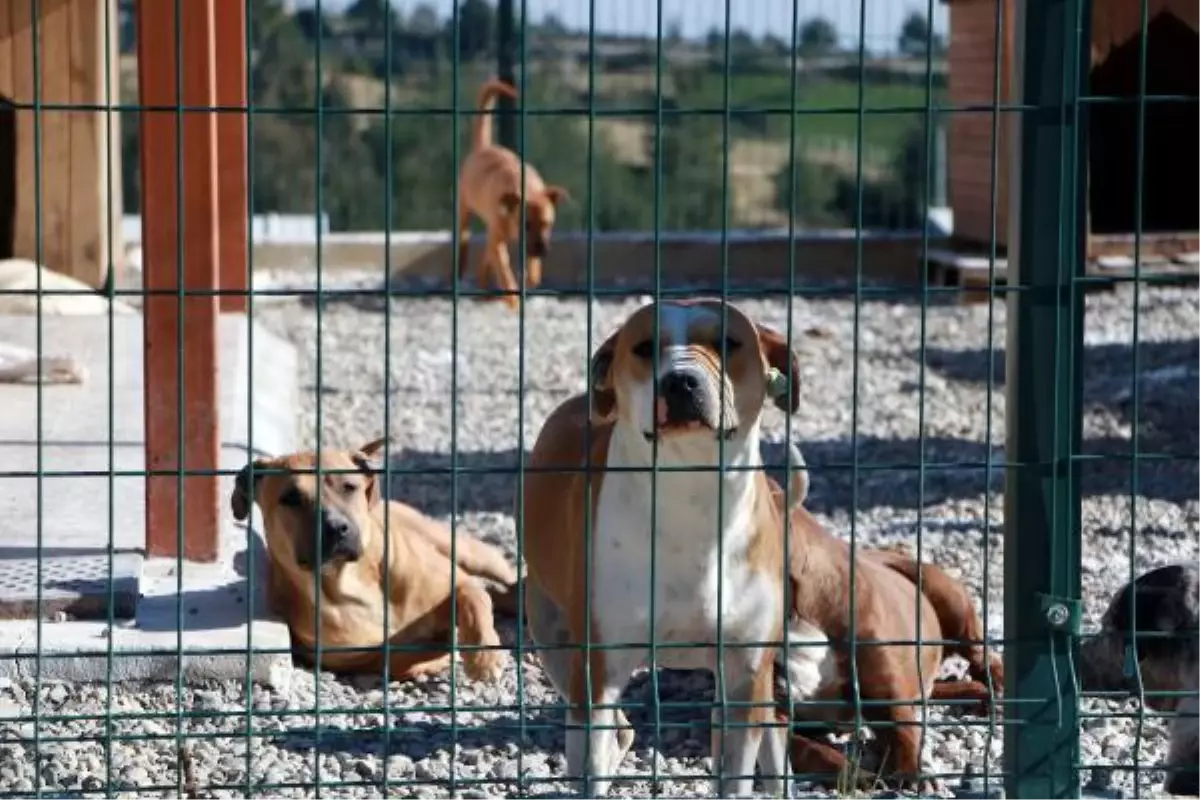 Eskiden Yasakli Irk Olan Kopekler Icin Kisirlastirma Ve Cip Taktirma Suresi Daraliyor Eskiden Yasakli Irk Olan Kopekler Icin Kisirlastirma Ve Cip Taktirma Suresi Daraliyor