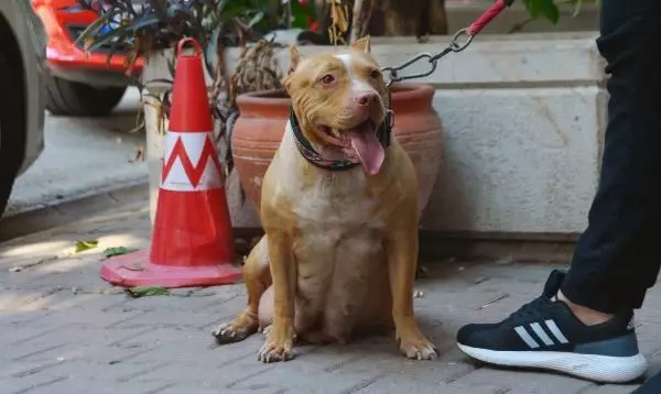 Eskiden yasaklı ırk olan köpekler için kısırlaştırma ve çip taktırma süresi daralıyor