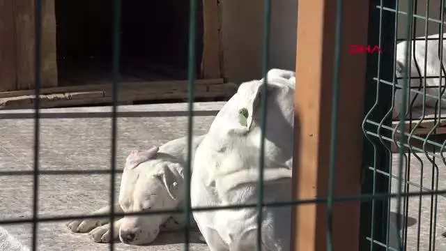 ESKİDEN YASAKLI IRK OLAN KÖPEKLER İÇİN KISIRLAŞTIRMA VE ÇİP TAKTIRMA SÜRESİ DARALIYOR