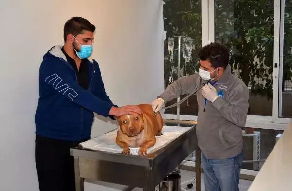 Eskiden yasaklı ırk olan köpekler için kısırlaştırma ve çip taktırma süresi daralıyor