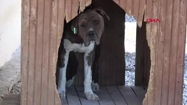 ESKİDEN YASAKLI IRK OLAN KÖPEKLER İÇİN KISIRLAŞTIRMA VE ÇİP TAKTIRMA SÜRESİ DARALIYOR