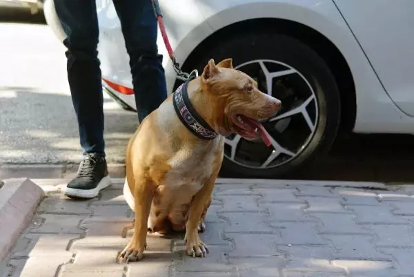 Eskiden yasaklı ırk olan köpekler için kısırlaştırma ve çip taktırma süresi daralıyor