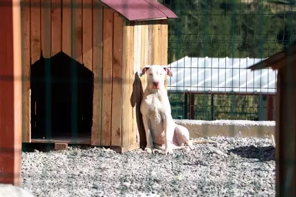 Eskiden yasaklı ırk olan köpekler için kısırlaştırma ve çip taktırma süresi daralıyor