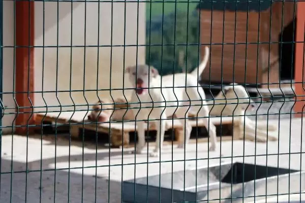 Eskiden yasaklı ırk olan köpekler için kısırlaştırma ve çip taktırma süresi daralıyor